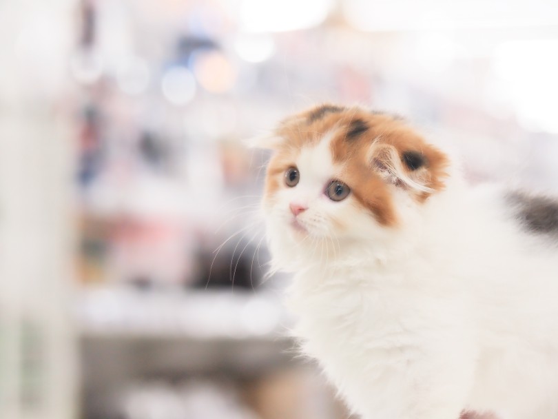 万人にオススメできるスコちゃん | スコティッシュフォールド （05-133） - 本羽田店