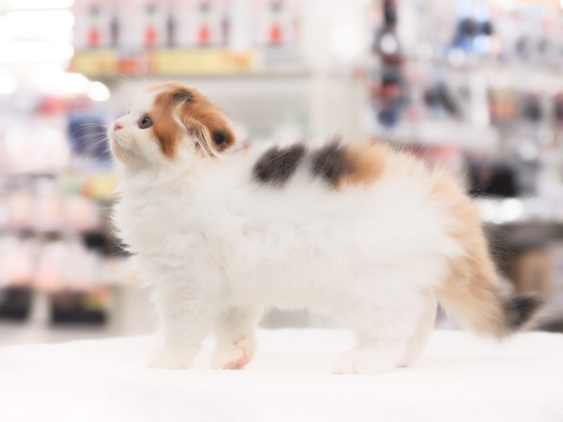 物怖じしない、なんてもんじゃない！ | スコティッシュフォールド （05-133） - 本羽田店