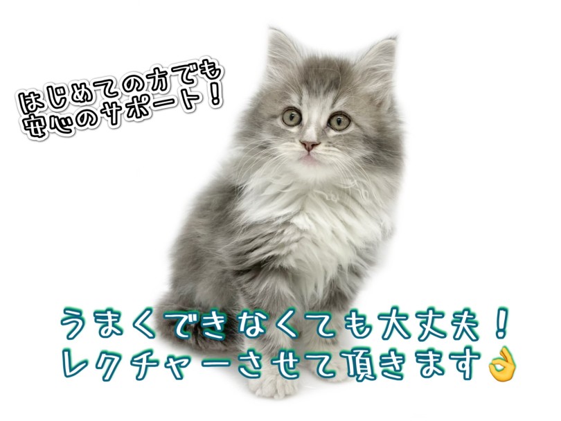 お手入れのやり方は丁寧にレクチャーさせて頂きます！ | ノルウェージャンフォレストキャット （19-219） - 東川口店