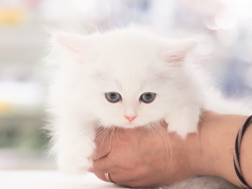 子猫だからちょっぴり慎重なのは当たり前 | サイベリアン （05-131） - 本羽田店