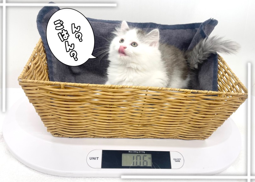 現在の体重は1.06kg | サイベリアン (14-156) - 城山店