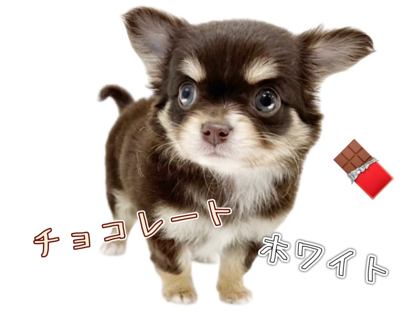 チョコレートタン＆ホワイトカラー | チワワ （19-221） - 東川口店
