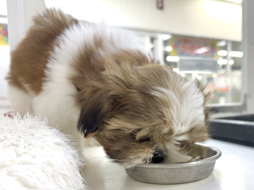 子犬らしくとてもムッチリとしたボディ！ | シーズー （07-152） - 横浜 鶴見店