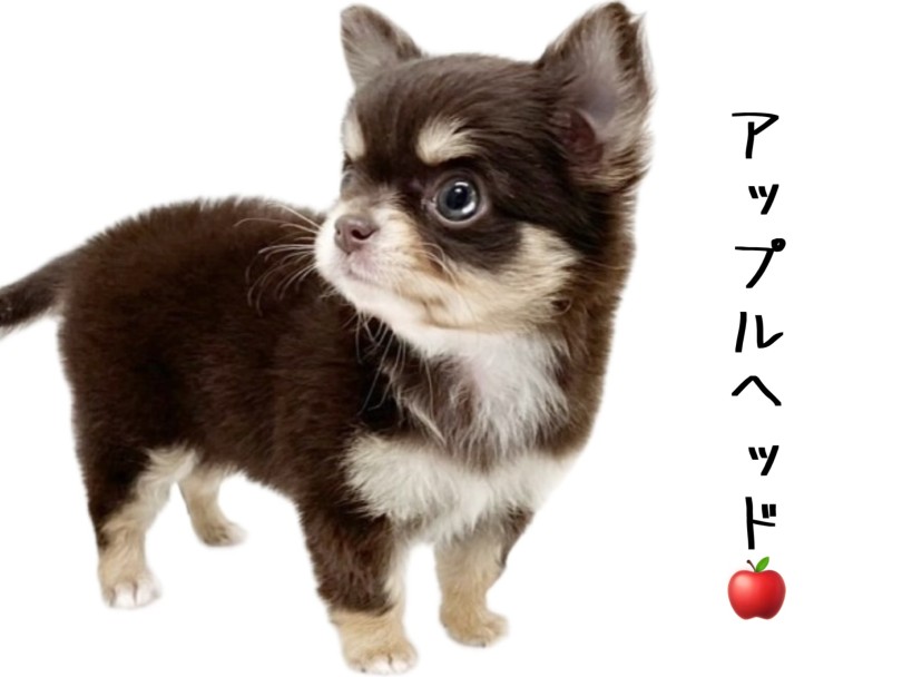 アップルヘッドにもご注目 | チワワ （19-221） - 東川口店