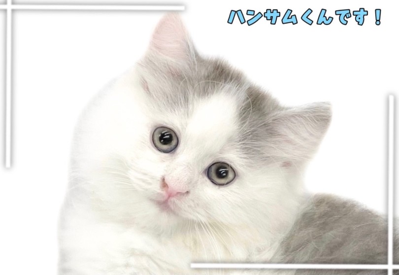 ブラッシング後のモフモフフェイス | サイベリアン (14-156) - 城山店