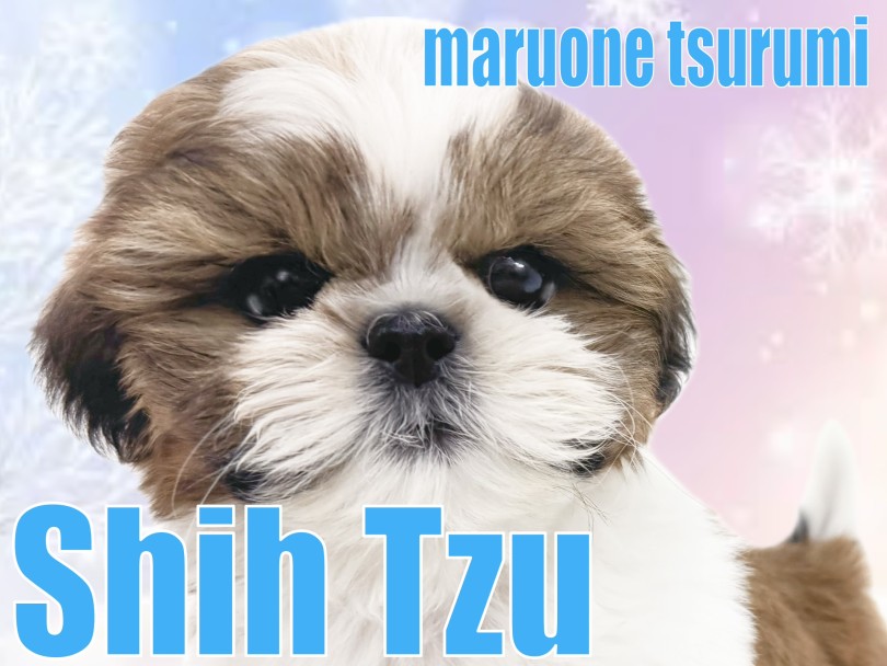 【 シーズー 】元祖愛玩犬no.1のふっくら可愛い男の子！！