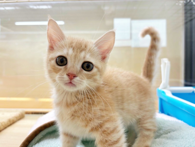丸顔猫ちゃんがお好みの方は必見です! | マンチカン (04-174) - さいたま 武蔵浦和店