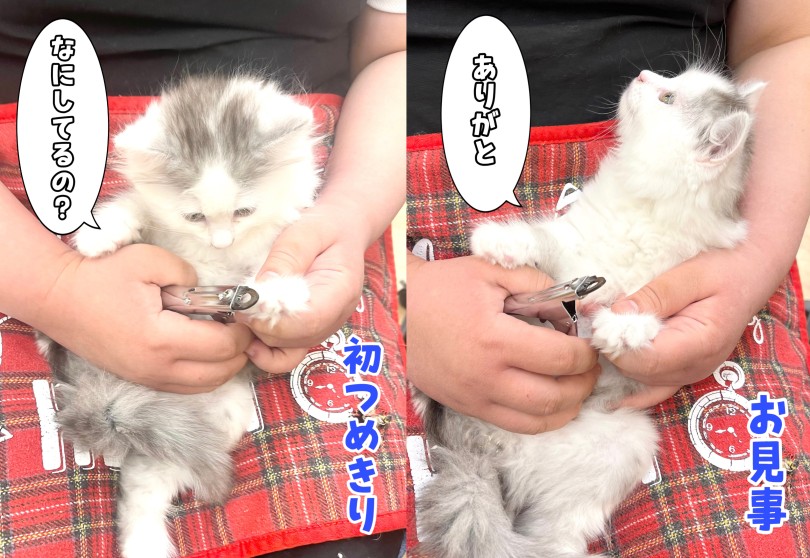 爪切りも嫌がる事もなく、あっという間に終わってしまいました | サイベリアン (14-156) - 城山店