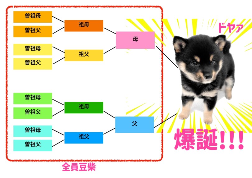 成犬時の体高・体重は、通常の柴犬の半分以下と予想 | 豆柴 (06-230) - 横浜 大倉山店