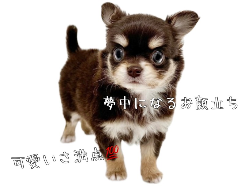 可愛さ満点！誰もが夢中になるお顔立ち | チワワ （19-221） - 東川口店