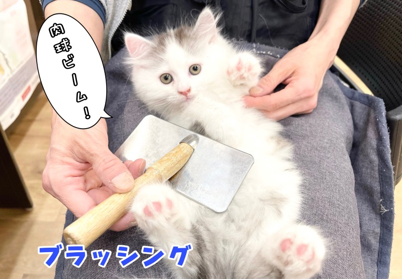 ブラッシングよりも、撮影スタッフに夢中! | サイベリアン (14-156) - 城山店