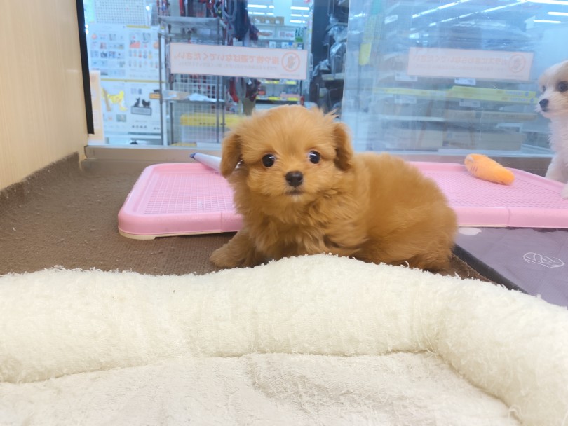 お部屋に遊びに行くと・・・ | MIX犬 チワプー （06-244） - 横浜 大倉山店