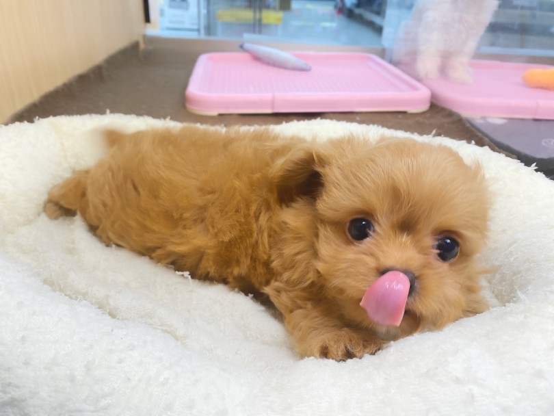 >撫でられ待ちの体制も可愛い♡ | MIX犬 チワプー （06-244） - 横浜 大倉山店