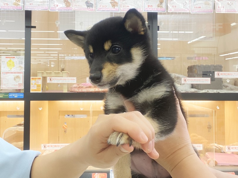 小さいころからお手入れ慣れのトレーニング！ | 豆柴 （06-230） - 横浜 大倉山店