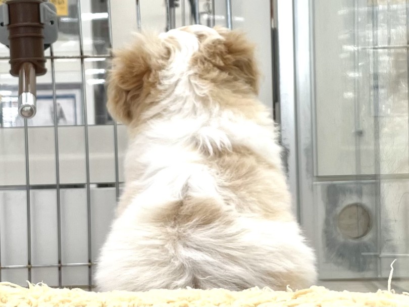 | MIX犬 キャバション (05-137) - 本羽田店