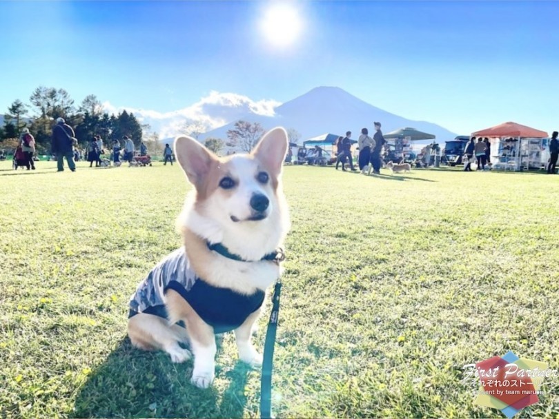 これからペットちゃんのお迎えをご検討の方へ | ファーストパートナー - 横浜 大倉山店