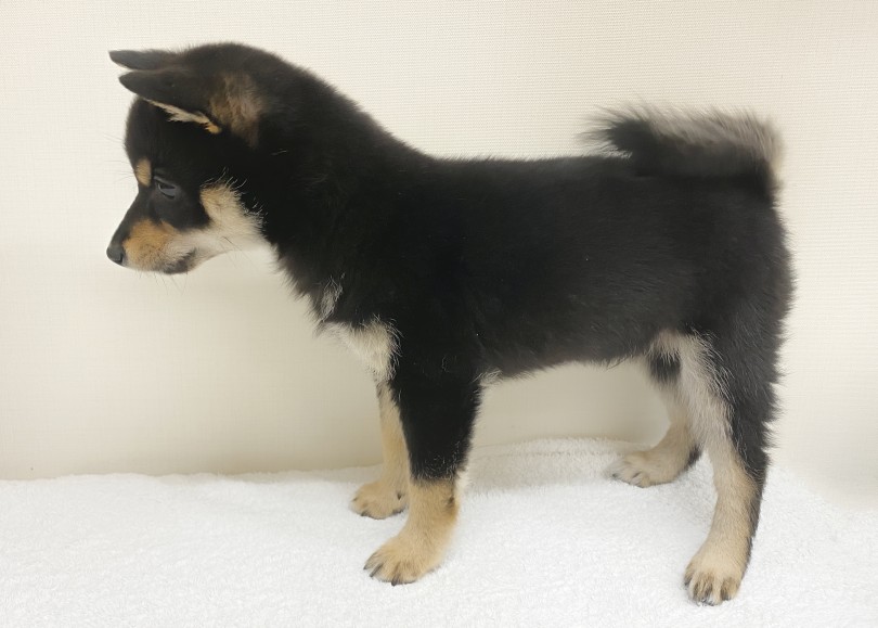 立ち込み姿も子犬ちゃんながらに柴らしい | 豆柴 （06-230） - 横浜 大倉山店
