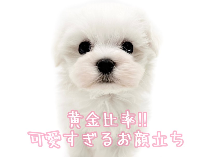 天使のような可愛らしいお顔立ち | マルチーズ （19-231） - 東川口店