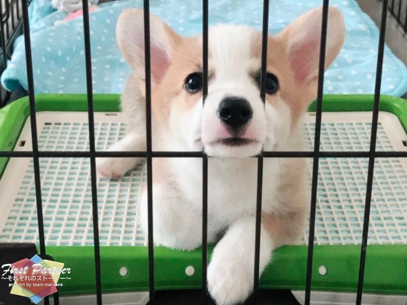 スタッフみぽの愛犬ハク | ファーストパートナー - 横浜 大倉山店