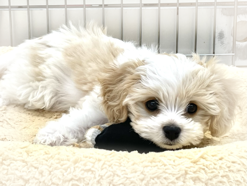 | MIX犬 キャバション (05-137) - 本羽田店