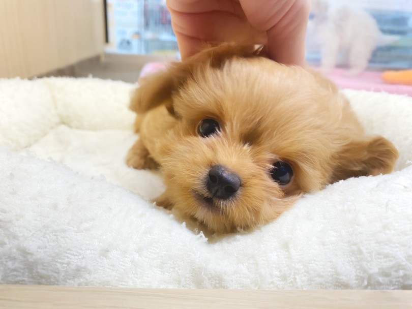 全身マッサージされるのが大好き | MIX犬 チワプー （06-244） - 横浜 大倉山店