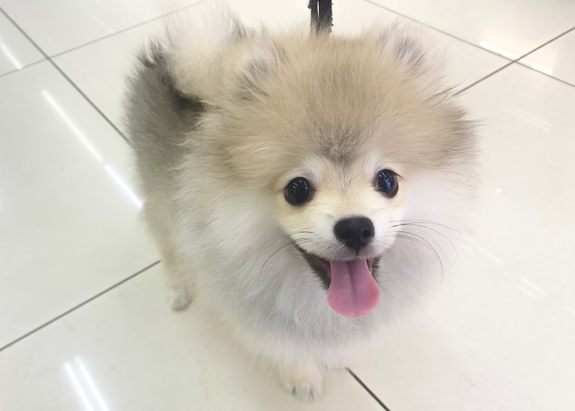 この笑顔に間違いなくパワーをもらえます♡ | ポメラニアン （06-228） - 横浜 大倉山店