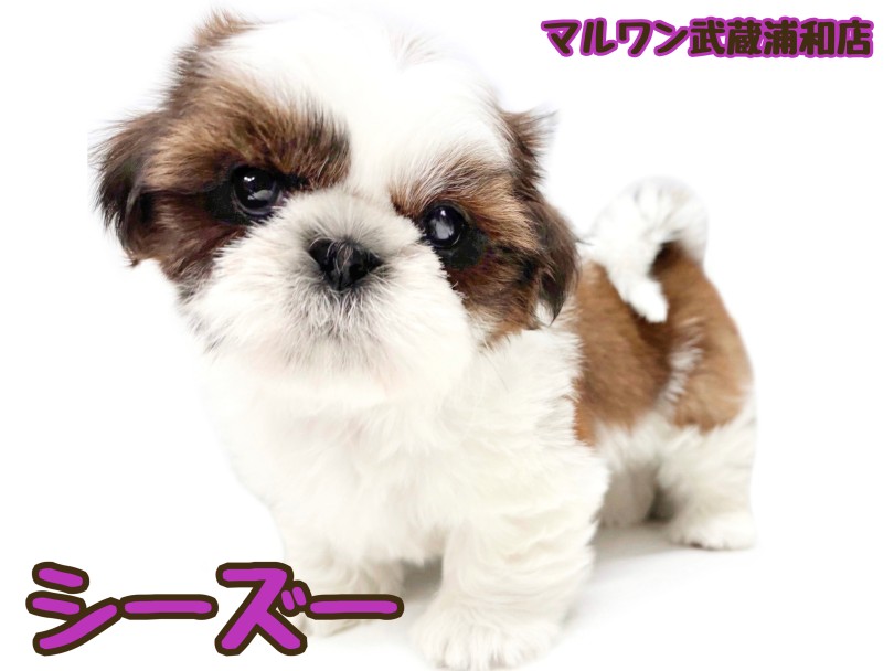 【 シーズー 】大きな瞳と長いまつ毛が可愛い心優しい女の子が埼玉浦和に登場！