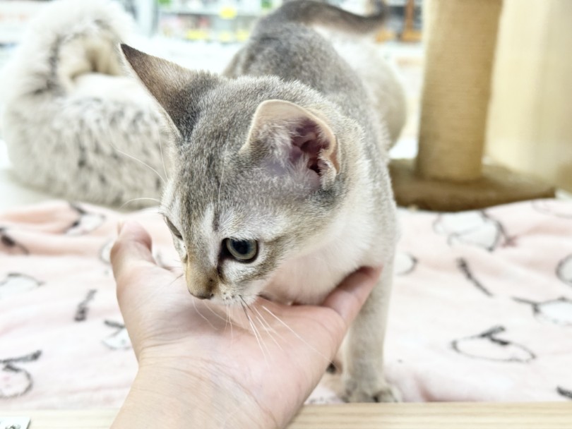 扉を開けると急いで駆け寄ってくれる | シンガプーラ （06-235） - 横浜 大倉山店