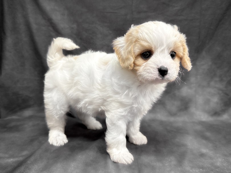 ふんわりとエアリー感満載な両親の良いとこ取り！ | MIX 犬 キャバション （06-255） - 横浜 大倉山店