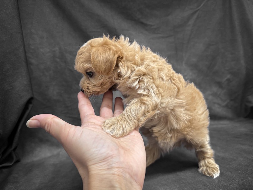 新しい環境にも慣れてきました | MIX犬 マルプー （06-253） - 横浜 大倉山店