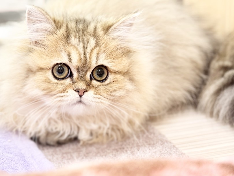2月22日は猫の日！ | ペルシャ （06-222） - 横浜 大倉山店