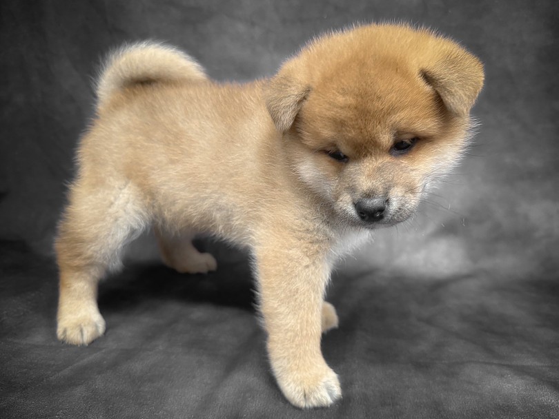  | 柴犬 （06-254） - 横浜 大倉山店