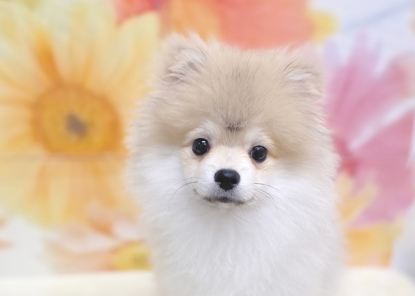 台湾のポメラニアン名門犬舎チャオリアの血を受け継ぐ! | ポメラニアン (06-228) - 横浜 大倉山店