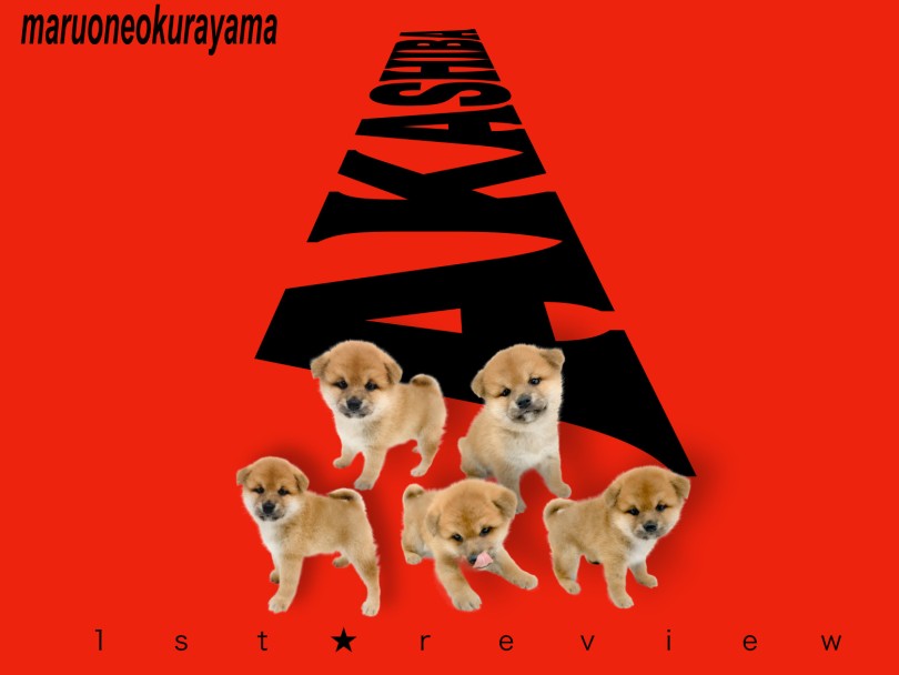 【 柴犬 】究極くま顔とくっきり二重まぶたが愛らしい！大倉山不動の柴犬！