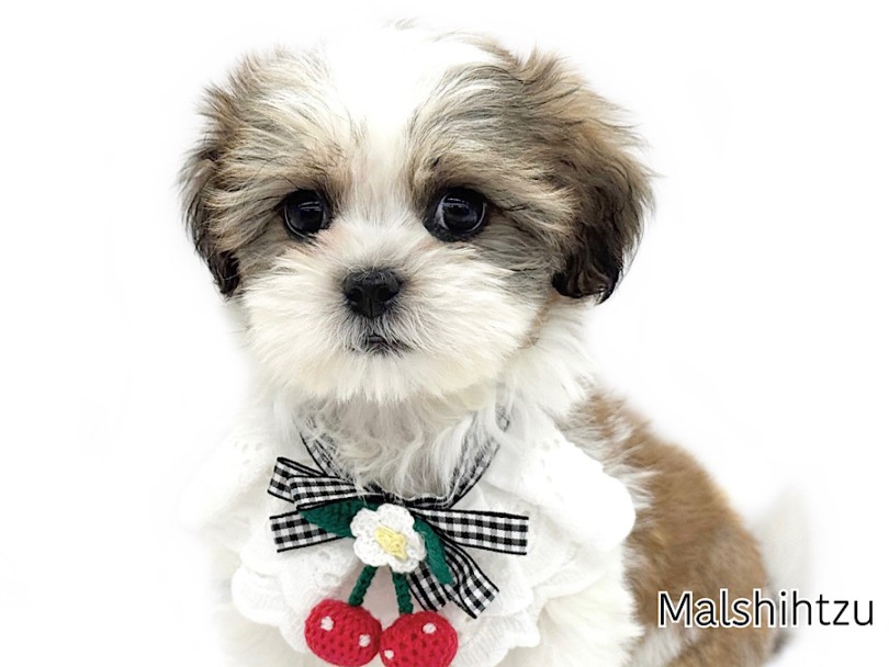 人見知りゼロ！とってもフレンドリー | MIX犬 マルシーズー （03-170） - 横浜 港北ニュータウン店