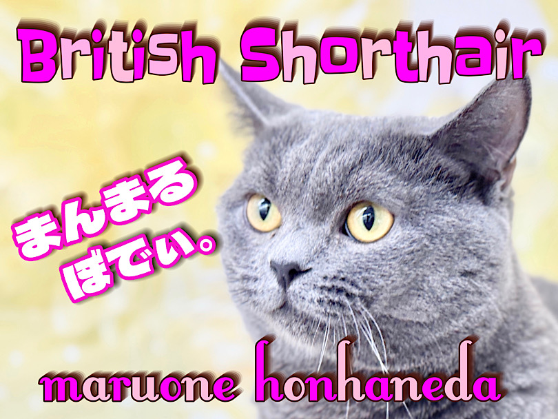 【 ブリティッシュショートヘア 】丸さ・性格・手触り最高！本羽田店のチェシャ猫！