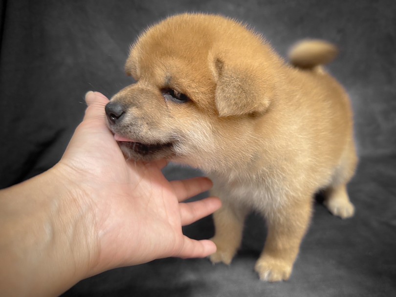 柴犬のおけつは分かりやすい | 柴犬 （06-254） - 横浜 大倉山店