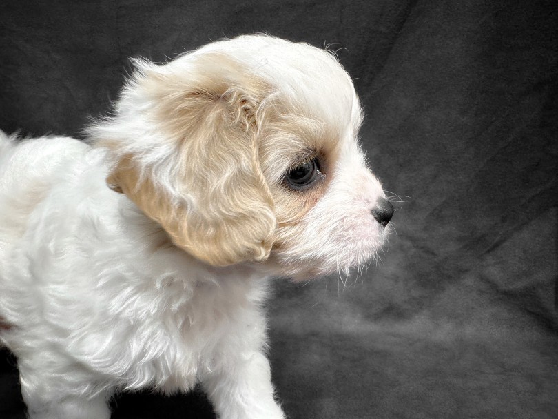 よく見ると、ボリューミーなまつ毛もあるのよ♡ | MIX 犬 キャバション （06-255） - 横浜 大倉山店