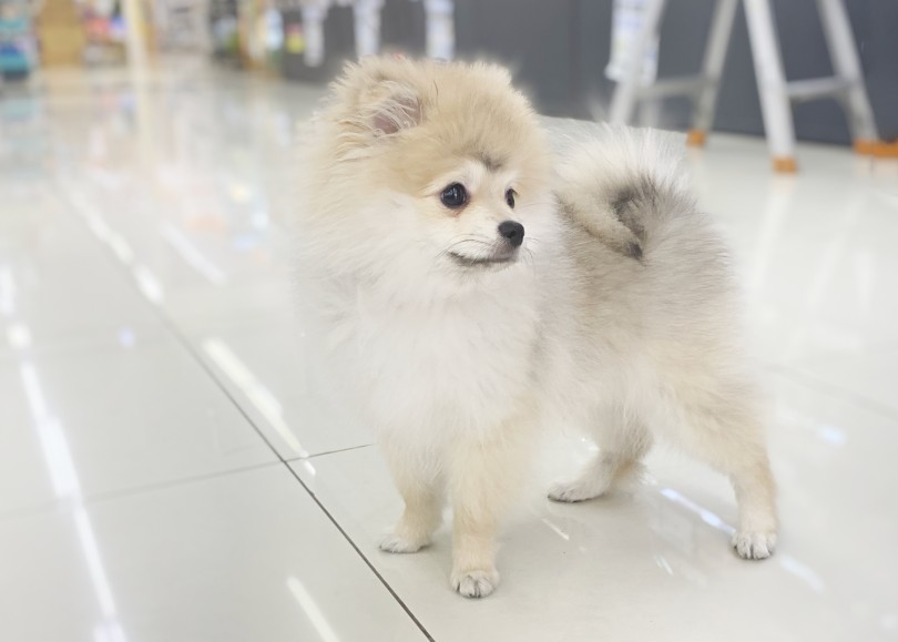 この毛量もすごいポイント♡ | ポメラニアン (06-228) - 横浜 大倉山店