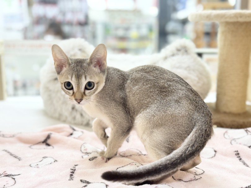 誰にも負けない美ボディ！ | シンガプーラ （06-235） - 横浜 大倉山店