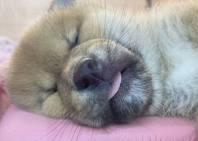 本当にオオカミの遺伝子持ってるの？ | 柴犬 （06-254） - 横浜 大倉山店