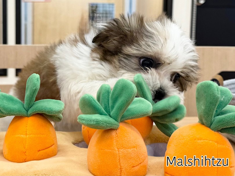 環境の変化への適応力抜群！ | MIX犬 マルシーズー （03-170） - 横浜 港北ニュータウン店