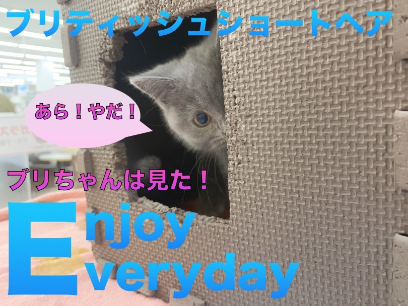 【 ブリティッシュショートヘア 】影からこっそり！ハンターになる瞬間！