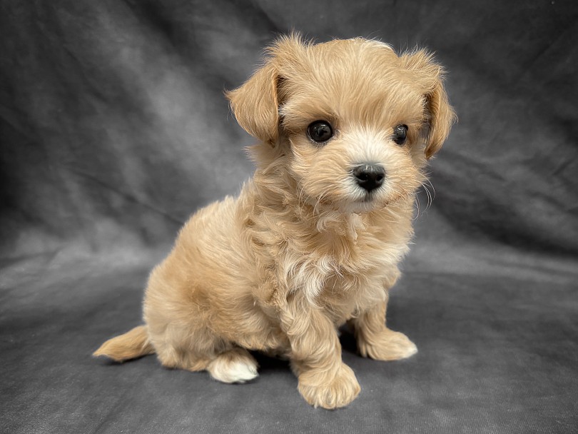 一緒に素敵なワンコライフを送ってみませんか♡ | MIX犬 マルプー （06-253） - 横浜 大倉山店