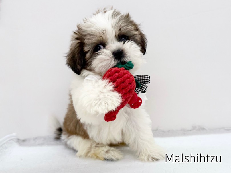 オンリーワンの魅力を感じることのできるMIX犬 | MIX犬 マルシーズー （03-170） - 横浜 港北ニュータウン店