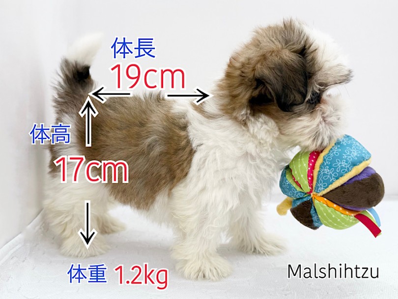 少し早めに2回食に移行完了しました | MIX犬 マルシーズー （03-170） - 横浜 港北ニュータウン店
