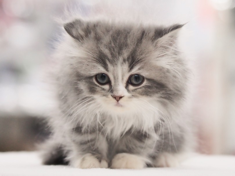 短足鼻ぺちゃ家系とぬいぐるみ気質を持ち合わせた究極の家猫ちゃん!! | ラガマフィン (05-149) - 本羽田店
