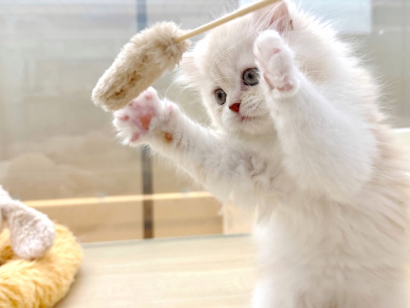 かわいいサイベリアンの子猫の画像