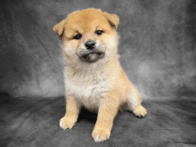 究極のくま顔柴犬登場！ | 柴犬 （06-254） - 横浜 大倉山店