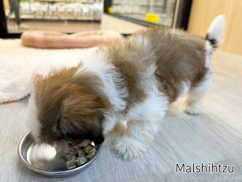 少し早めに2回食に移行完了しました | MIX犬 マルシーズー （03-170） - 横浜 港北ニュータウン店